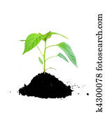 growing plant green and soil