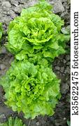 lettuce lettuce