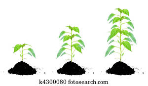 Plant green and soil