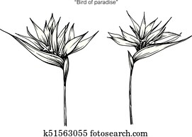 pássaro paraíso, flor, drawing.