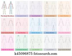 Body Meridians Chart Woman Colors