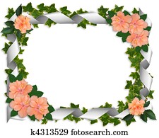 Ivy border with hibiscus Ivy border with hibiscus