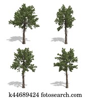 Pine Bough Stock Illustration | Our Top 199 Pine Bough Images | Fotosearch