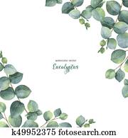 Watercolor vector green floral card with silver dollar eucalyptus leaves and branches isolated on white background. Watercolor vector green floral card with silver dollar eucalyptus leaves and branches isolated on white background.