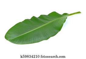 Banana leaves Banana leaves