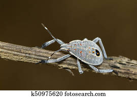 Image of Hemiptera bug on a brown branch. Insect. Animal