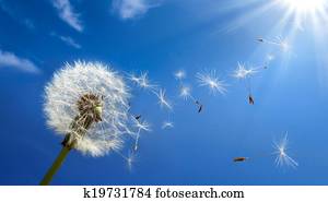 allergy concept in spring allergy concept in spring