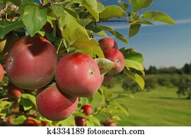 apfel obstgarten apfel obstgarten