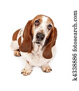 Basset Hound Dog With Sad Look Basset Hound Dog With Sad Look