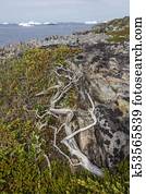 Fogo Island coastline