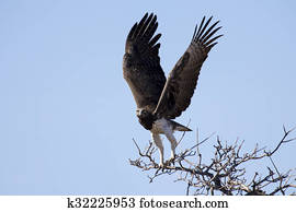 Martial eagle with large wings take off from tree against blue sky