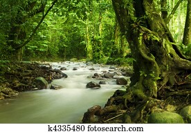 Tropical rainforest and river Tropical rainforest and river