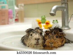 מצחיק, בעלי חיים, ב, ה, צרף