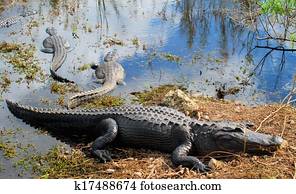 Alligator in the Sun Alligator in the Sun