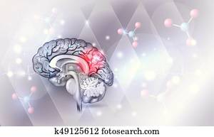 cerebro humano, extracto, fondo azul ligero