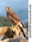Common Kestrel