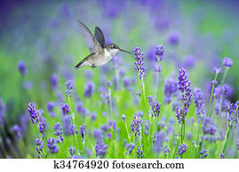 Hummingbird in Motion Surrounded by Purple Lavender Flowers Hummingbird in Motion Surrounded by Purple Lavender Flowers
