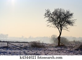 nebuloso, paisagem inverno