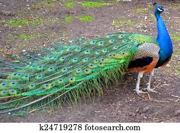peacock peacock