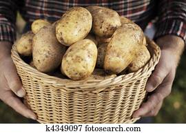 Potato Harvest Potato Harvest