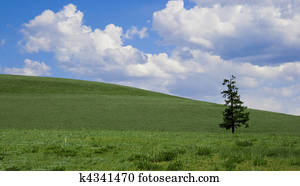 Solitude pine on green field