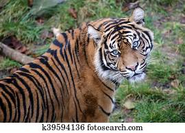 Tiger Tiger