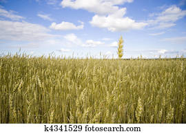 Wheat field golden and blue sky