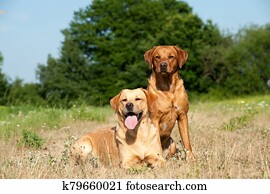 Labrador retriever dogs Labrador retriever dogs