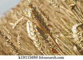 landwirtschaft landwirtschaft