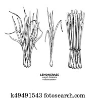Lemongrass vector drawing. Isolated vintage illustration of leaves. Organic essential oil engraved style sketch. Lemongrass vector drawing. Isolated vintage illustration of leaves. Organic essential oil engraved style sketch.