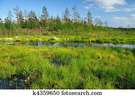 Marsh Marsh