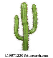 3d Cactus 3d Cactus
