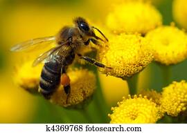 A bee on a flower A bee on a flower