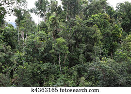 floresta tropical chuva