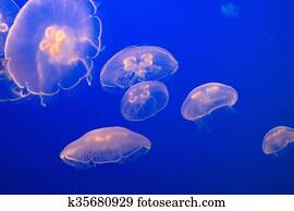 Jellyfish Jellyfish