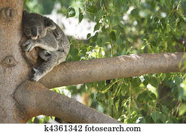 Koala Bear Sleeping in a tree. Koala Bear Sleeping in a tree.