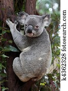 Koala Koala