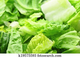 Lettuce Lettuce