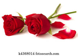 Roses Roses
