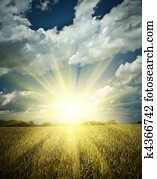 sumrise on a wheat field