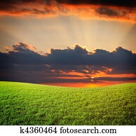 Sunset sun and field of green fresh grass under blue sky