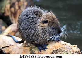 Coypu or marsh beaver Coypu or marsh beaver