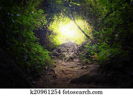 natural, túnel, em, tropicais, selva, forest., estrada, caminho, maneira