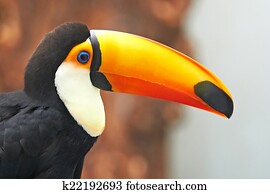 Toco Toucan (Ramphastos toco)
