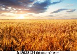 Wheat field Wheat field