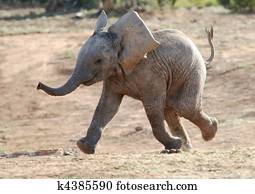Baby Elephant Running Baby Elephant Running