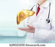 Doctor with stethoscope and golden liver on the hands in a hospital Doctor with stethoscope and golden liver on the hands in a hospital