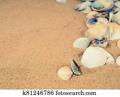 Sea shells with sand as background, Top view. Flat lay Sea shells with sand as background, Top view. Flat lay