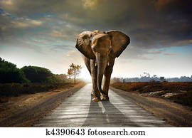 andar, elefante