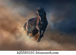 Black stallion horse Black stallion horse
